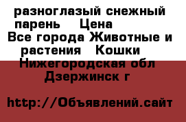 разноглазый снежный парень. › Цена ­ 10 000 - Все города Животные и растения » Кошки   . Нижегородская обл.,Дзержинск г.
